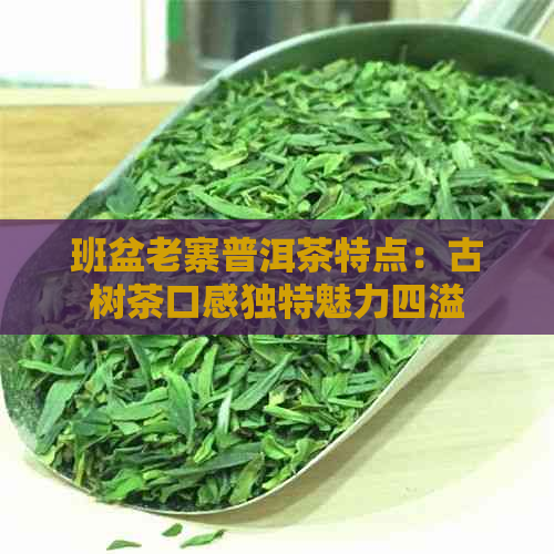 班盆老寨普洱茶特点：古树茶口感独特魅力四溢