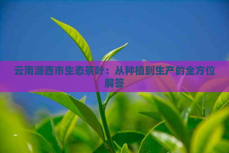 云南潞西市生态茶叶：从种植到生产的全方位解答