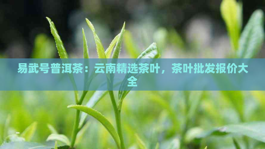 易武号普洱茶：云南精选茶叶，茶叶批发报价大全