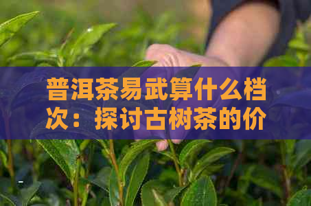 普洱茶易武算什么档次：探讨古树茶的价值与品质