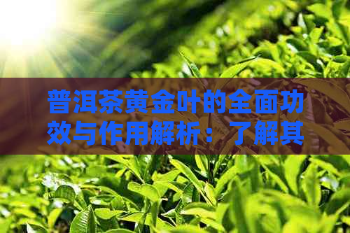 普洱茶黄金叶的全面功效与作用解析：了解其营养价值、健益处和适用人群