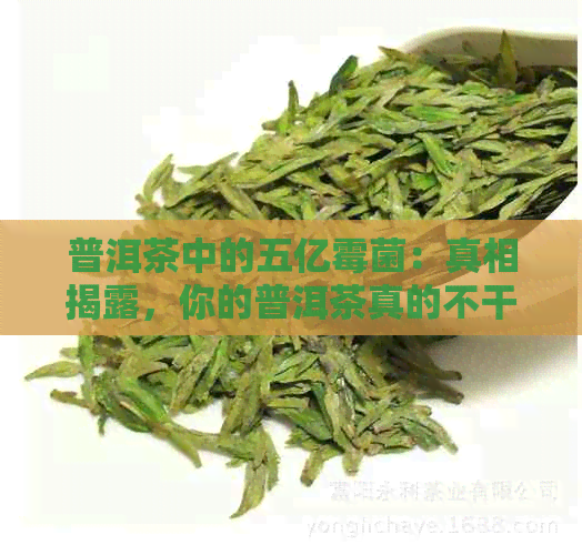 普洱茶中的五亿霉菌：真相揭露，你的普洱茶真的不干净吗？