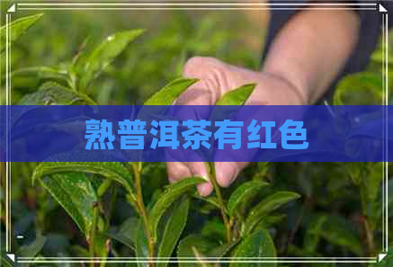 熟普洱茶有红色