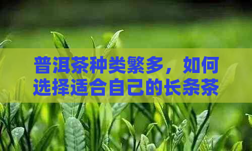 普洱茶种类繁多，如何选择适合自己的长条茶叶？