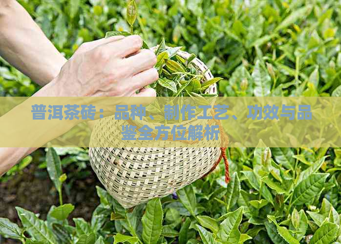 普洱茶砖：品种、制作工艺、功效与品鉴全方位解析