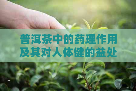 普洱茶中的药理作用及其对人体健的益处