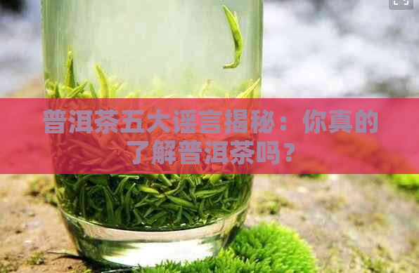 普洱茶五大谣言揭秘：你真的了解普洱茶吗？