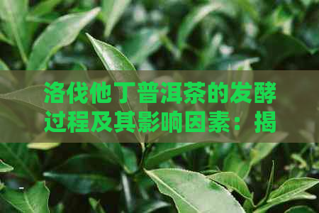 洛伐他丁普洱茶的发酵过程及其影响因素：揭示其独特风味的奥秘