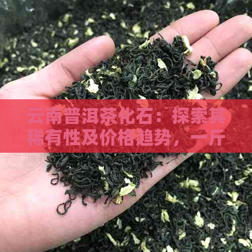 云南普洱茶化石：探索其稀有性及价格趋势，一斤多少钱？