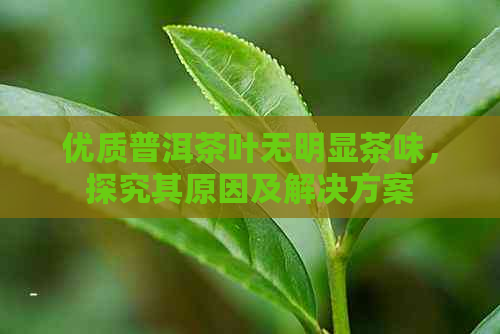 优质普洱茶叶无明显茶味，探究其原因及解决方案