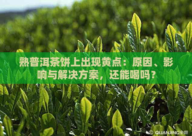 熟普洱茶饼上出现黄点：原因、影响与解决方案，还能喝吗？