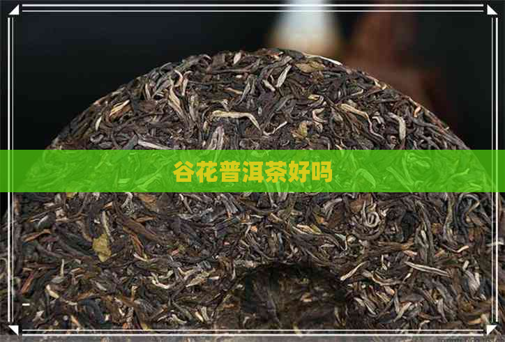 谷花普洱茶好吗