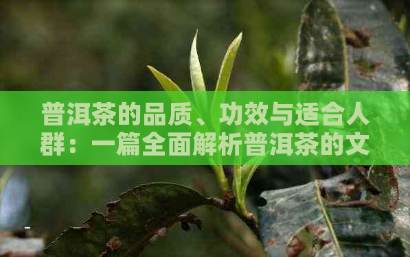 普洱茶的品质、功效与适合人群：一篇全面解析普洱茶的文章