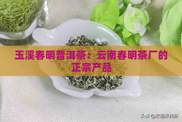 玉溪春明普洱茶：云南春明茶厂的正宗产品