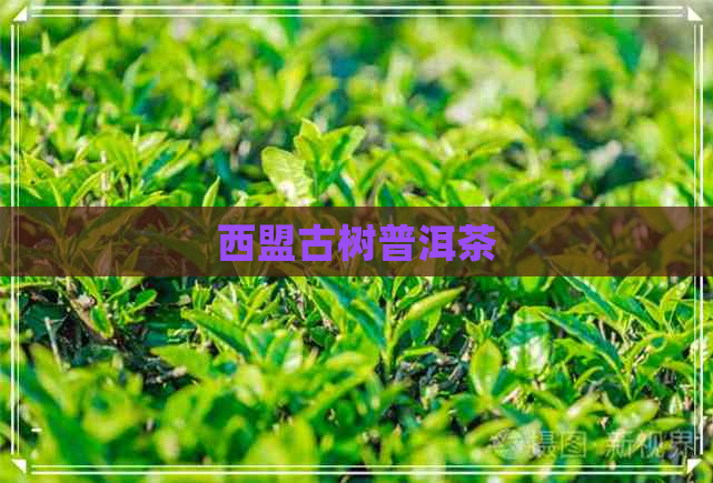 西盟古树普洱茶