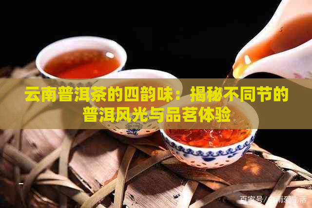 云南普洱茶的四韵味：揭秘不同节的普洱风光与品茗体验