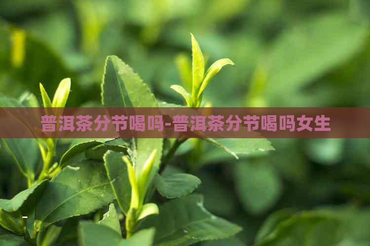 普洱茶分节喝吗-普洱茶分节喝吗女生