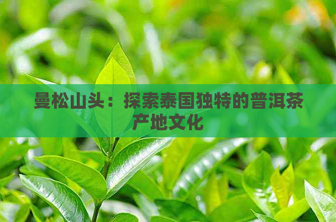 曼松山头：探索泰国独特的普洱茶产地文化