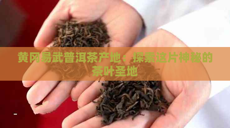 黄冈易武普洱茶产地：探索这片神秘的茶叶圣地