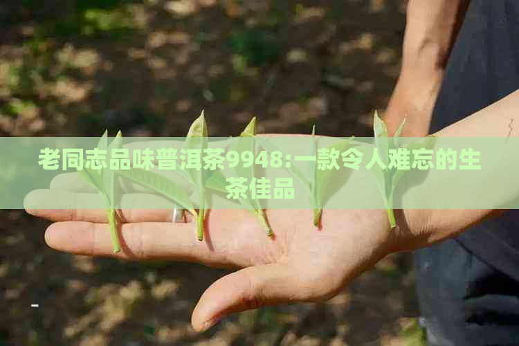 老同志品味普洱茶9948:一款令人难忘的生茶佳品