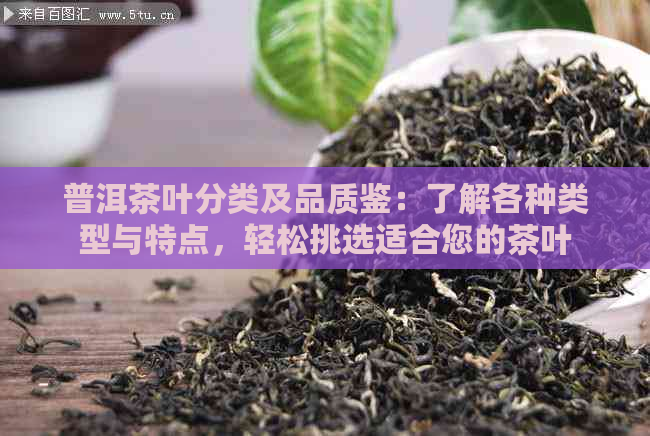 普洱茶叶分类及品质鉴：了解各种类型与特点，轻松挑选适合您的茶叶