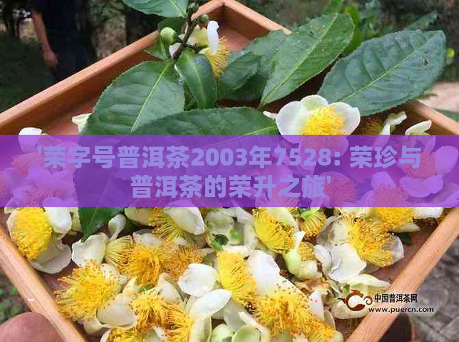 '荣字号普洱茶2003年7528: 荣珍与普洱茶的荣升之旅'