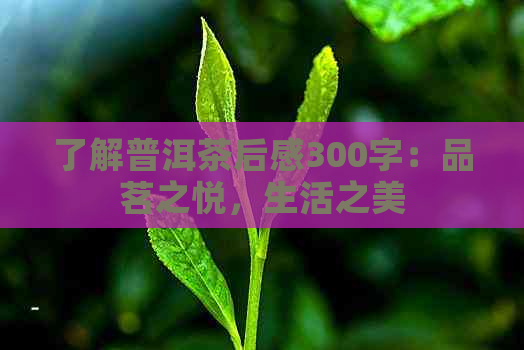 了解普洱茶后感300字：品茗之悦，生活之美