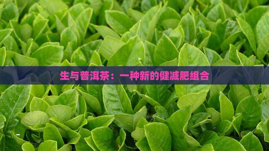 生与普洱茶：一种新的健减肥组合