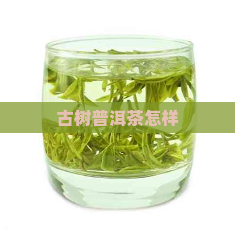 古树普洱茶怎样