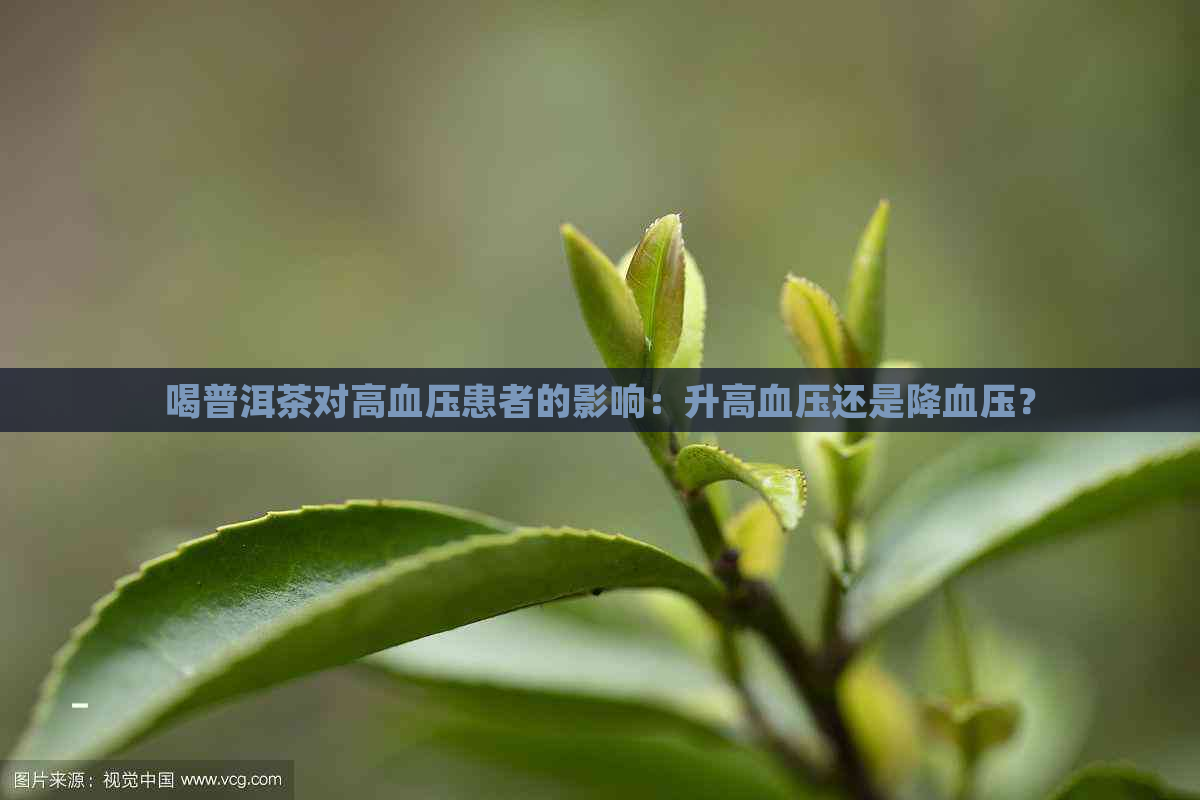 喝普洱茶对高血压患者的影响：升高血压还是降血压？