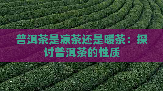 普洱茶是凉茶还是暖茶：探讨普洱茶的性质