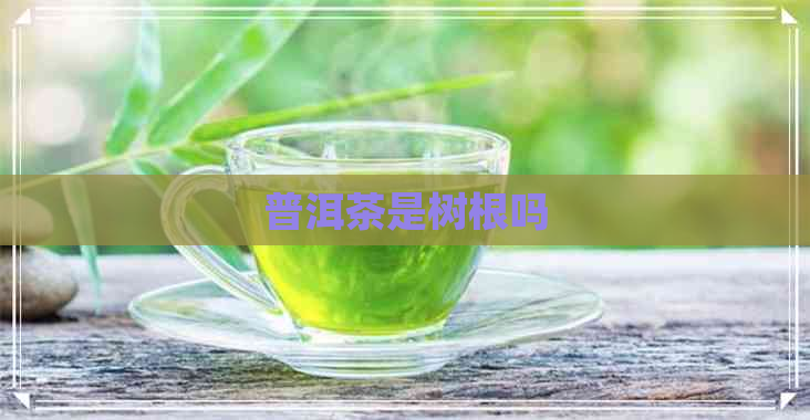 普洱茶是树根吗