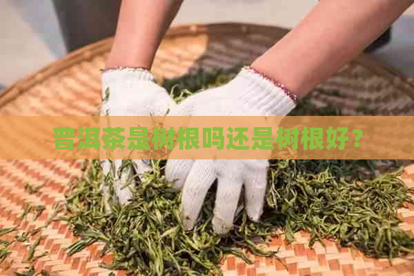 普洱茶是树根吗还是树根好？