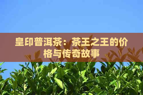 皇印普洱茶：茶王之王的价格与传奇故事