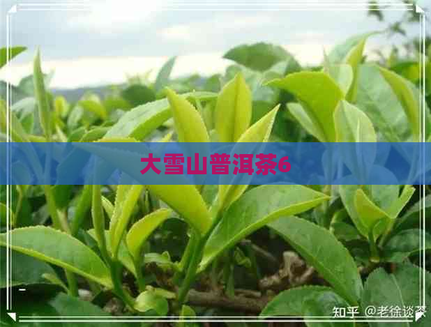 大雪山普洱茶6