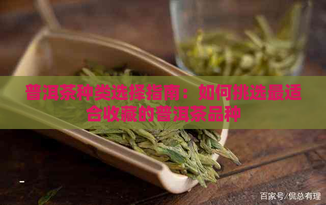 普洱茶种类选择指南：如何挑选最适合收藏的普洱茶品种