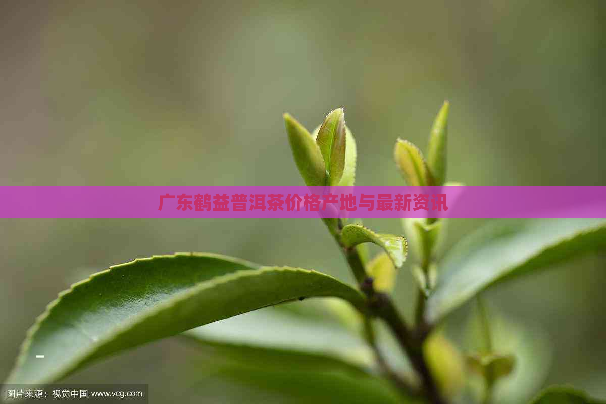 广东鹤益普洱茶价格产地与最新资讯