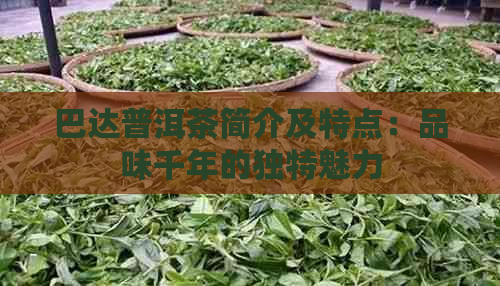 巴达普洱茶简介及特点：品味千年的独特魅力