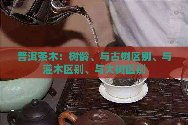 普洱茶木：树龄、与古树区别、与灌木区别、与大树区别