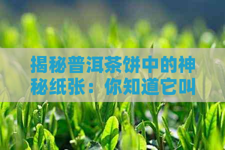 揭秘普洱茶饼中的神秘纸张：你知道它叫什么吗？