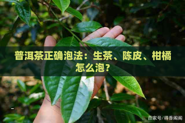 普洱茶正确泡法：生茶、陈皮、柑橘怎么泡？