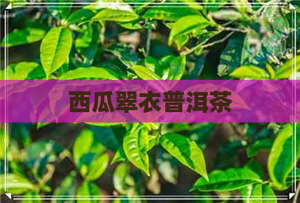 西瓜翠衣普洱茶