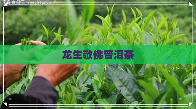 龙生敬佛普洱茶