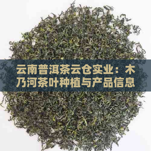 云南普洱茶云仓实业：木乃河茶叶种植与产品信息查询专家