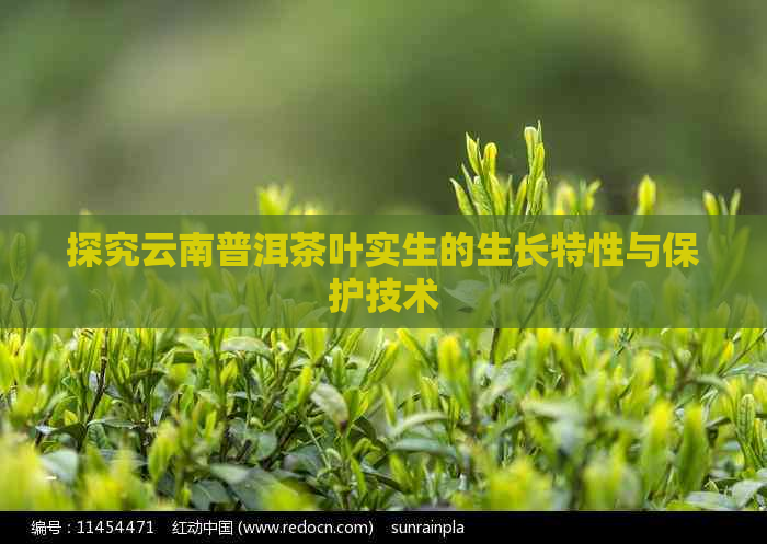 探究云南普洱茶叶实生的生长特性与保护技术