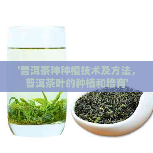 '普洱茶种种植技术及方法，普洱茶叶的种植和培育'