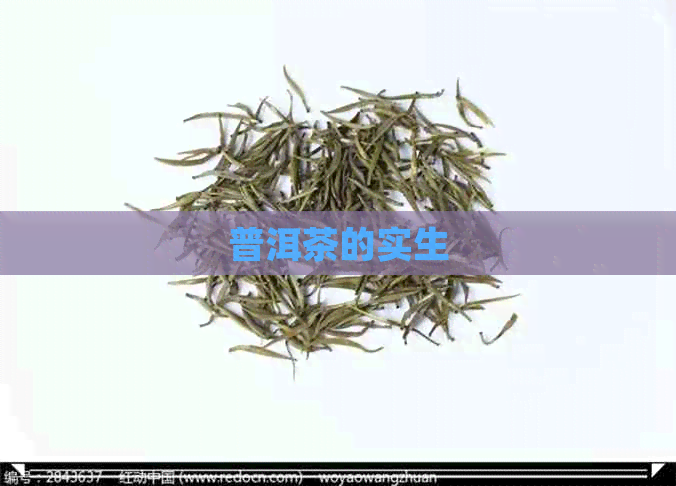 普洱茶的实生