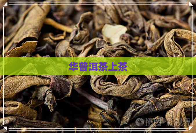 华普洱茶上茶