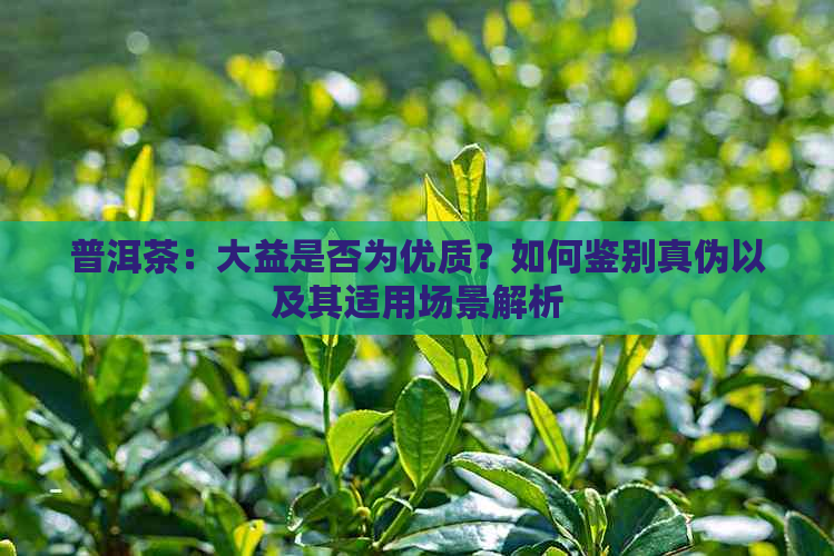 普洱茶：大益是否为优质？如何鉴别真伪以及其适用场景解析