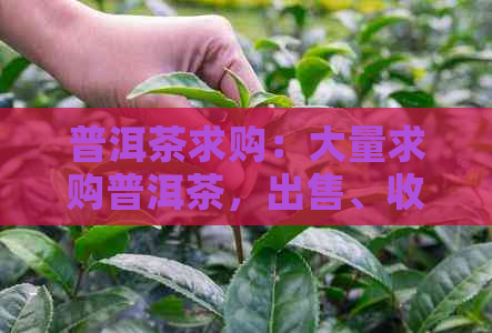 普洱茶求购：大量求购普洱茶，出售、收购商，提供合理收购价。